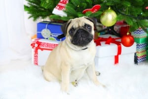 Christmas Pug