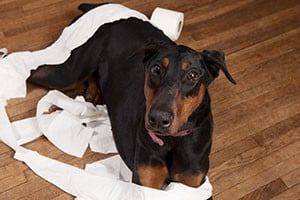 doberman-toilette-paper