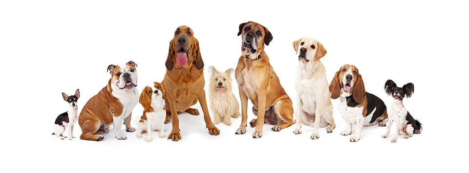 Dog Breeds