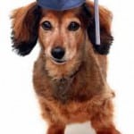 dog grad hat