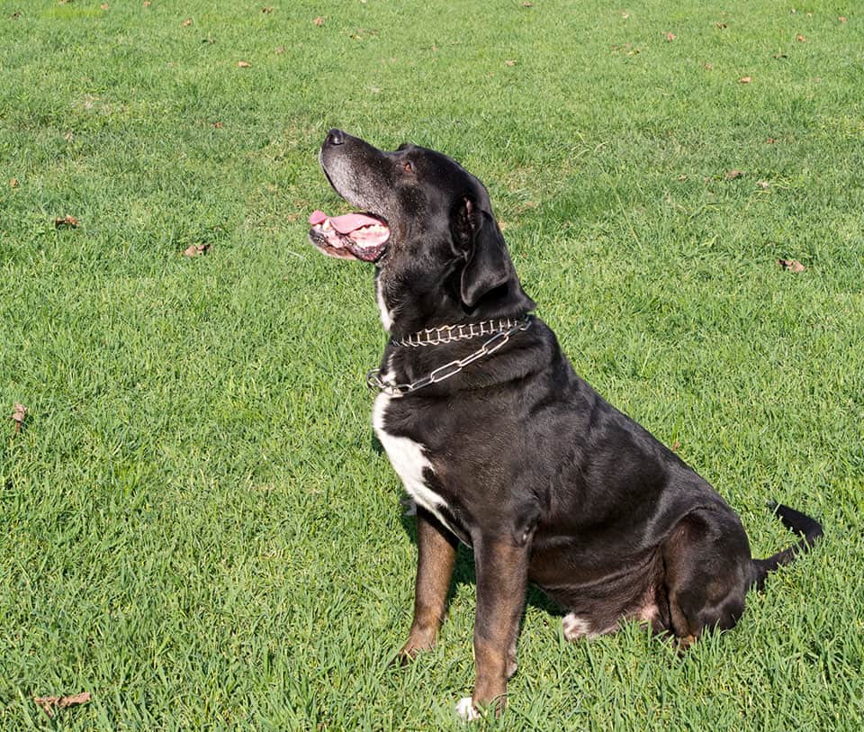 Dog Listening