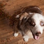 dog fear