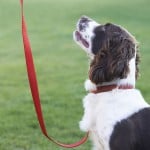 dog-on-leash