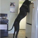 dog-reaching-top-of-fridge