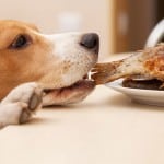 dog-steeling-food