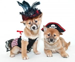 Halloween dogs