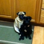 My Pugs