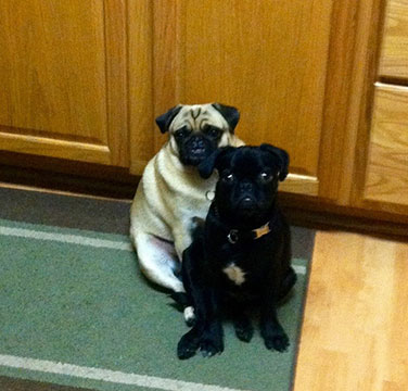 My Pugs