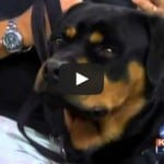 kvoa-rotweiler