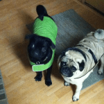 pair-of-pugs