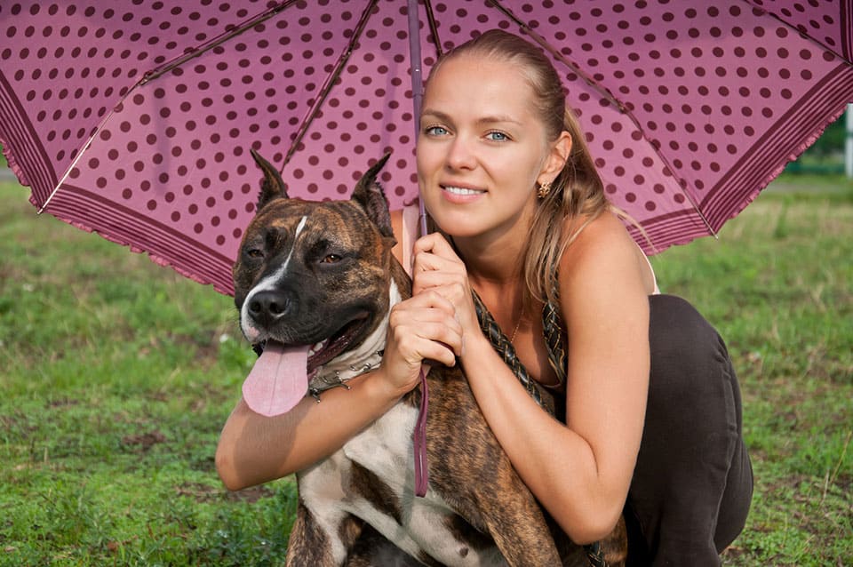 Pit Bull in Rain