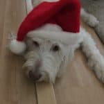 santa dog not happy