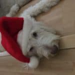 santa dog not happy