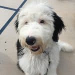 Sheepadoodle